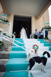 wedding dog sitting laura leonardi